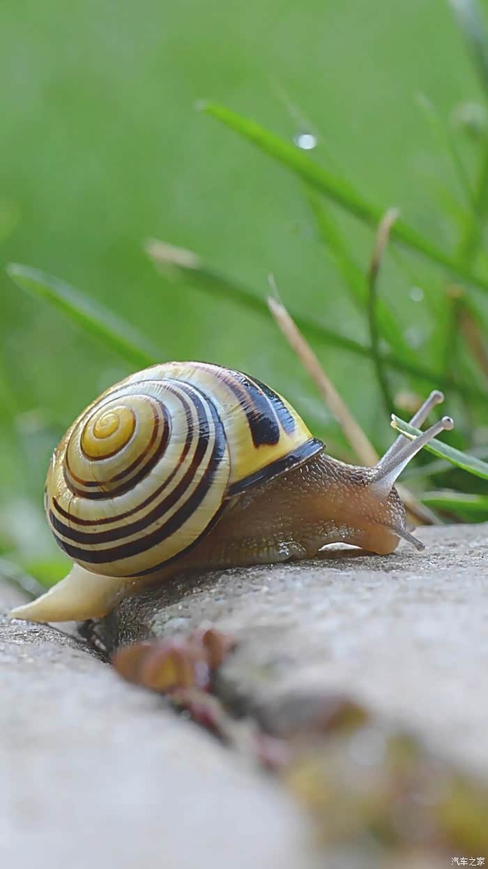 可爱蜗牛41308