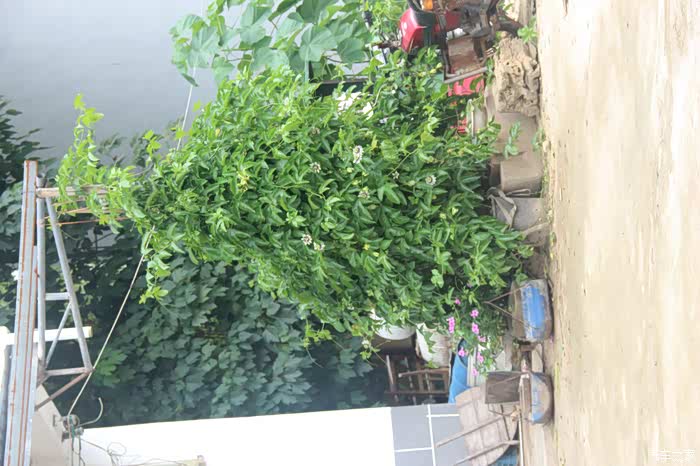 老表家门口种植花.