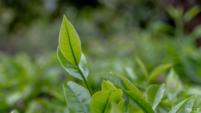 細嫩的茶葉在陽光的照耀下,更加的充滿生氣