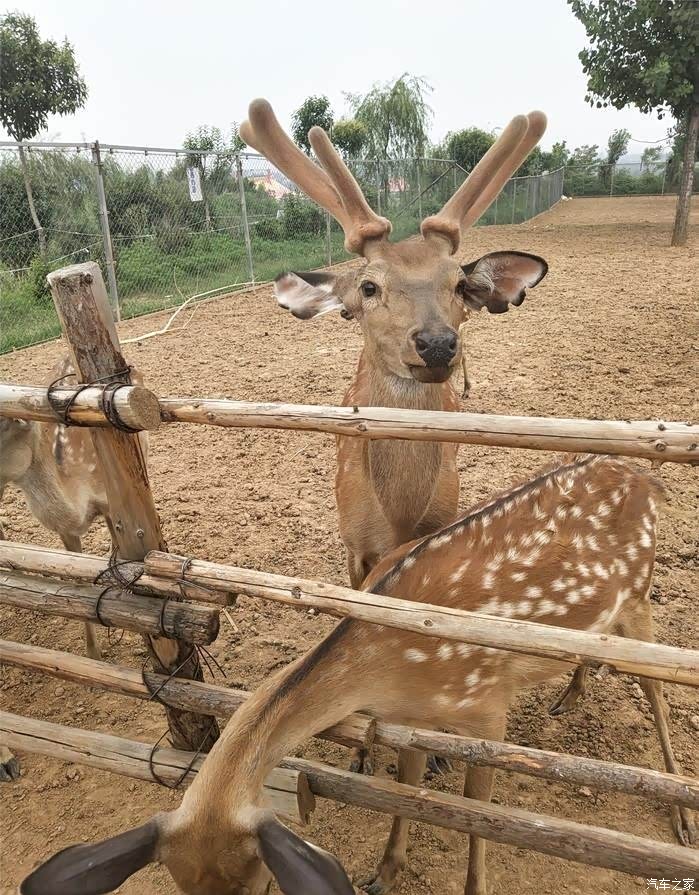 全民用车记游万安山野生动物欢乐世界