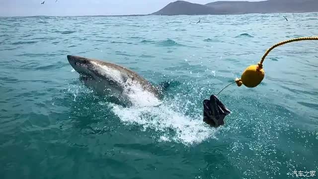 当短尾真鲨在笼子上方游过时,硕大的体型令人震撼