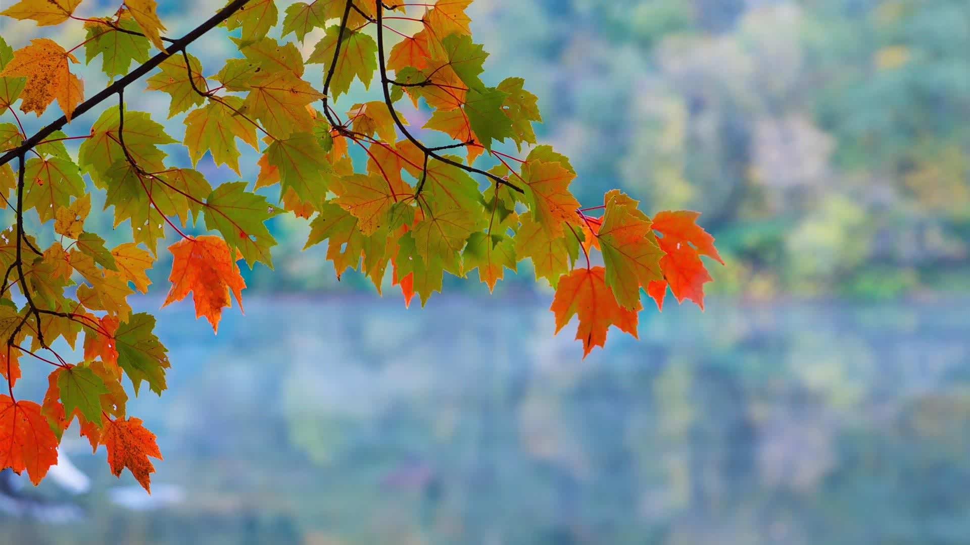 这是秋意渐浓啊