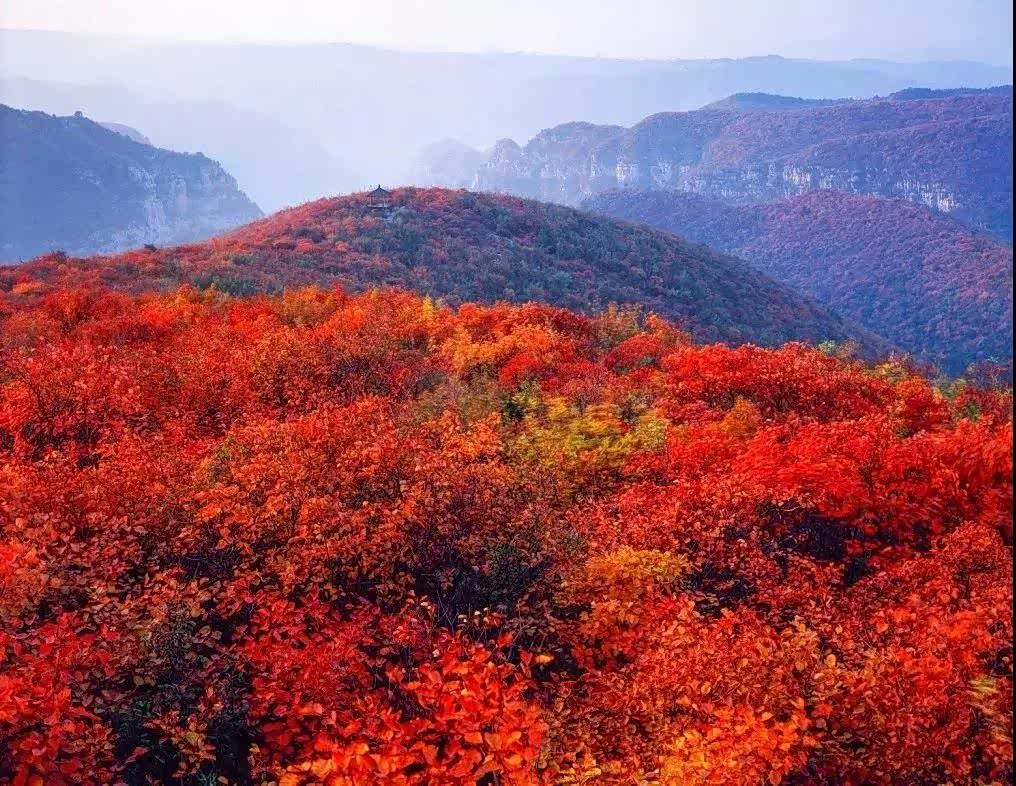 绚丽多彩的色调,大自然的魅力,红叶盛开,一片红红,一望无边