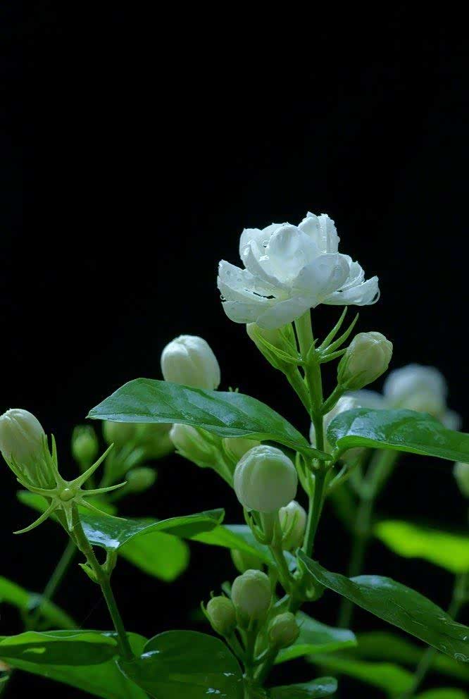 露花洗出通身白,沈水熏成换骨香