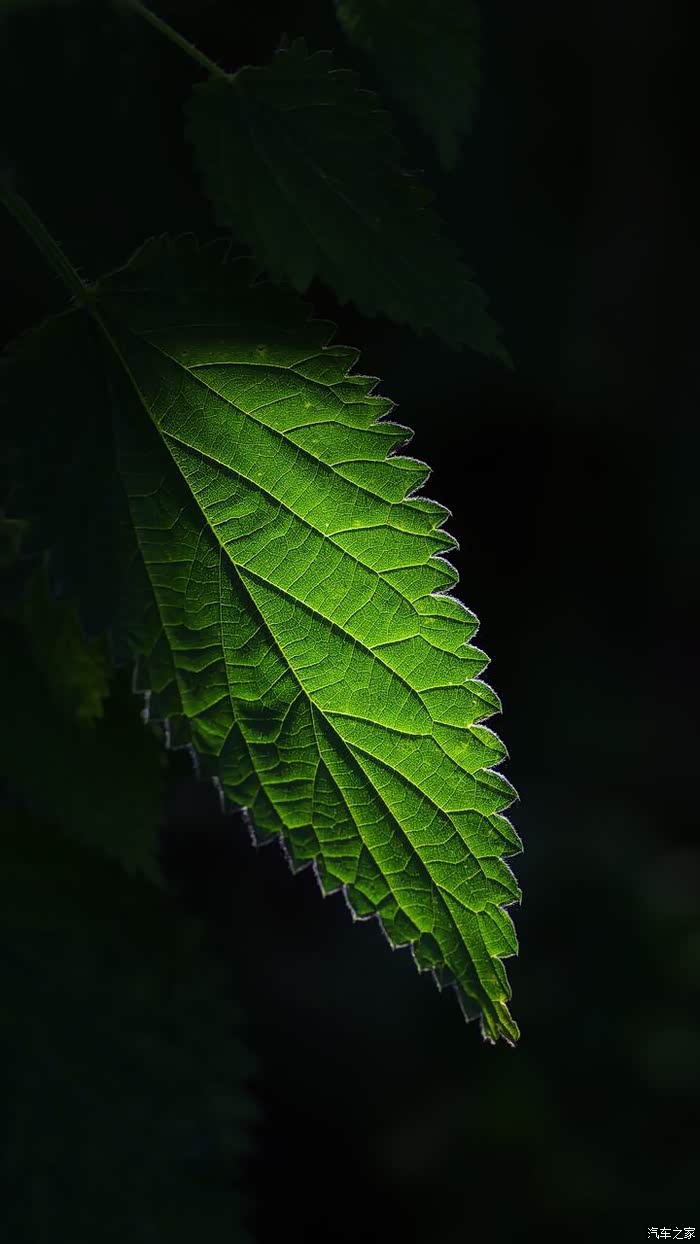 一组漂亮的植物摄影作品