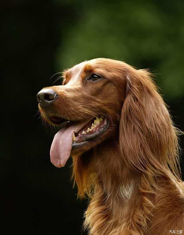 喜迎2022猎犬爱尔兰赛特犬