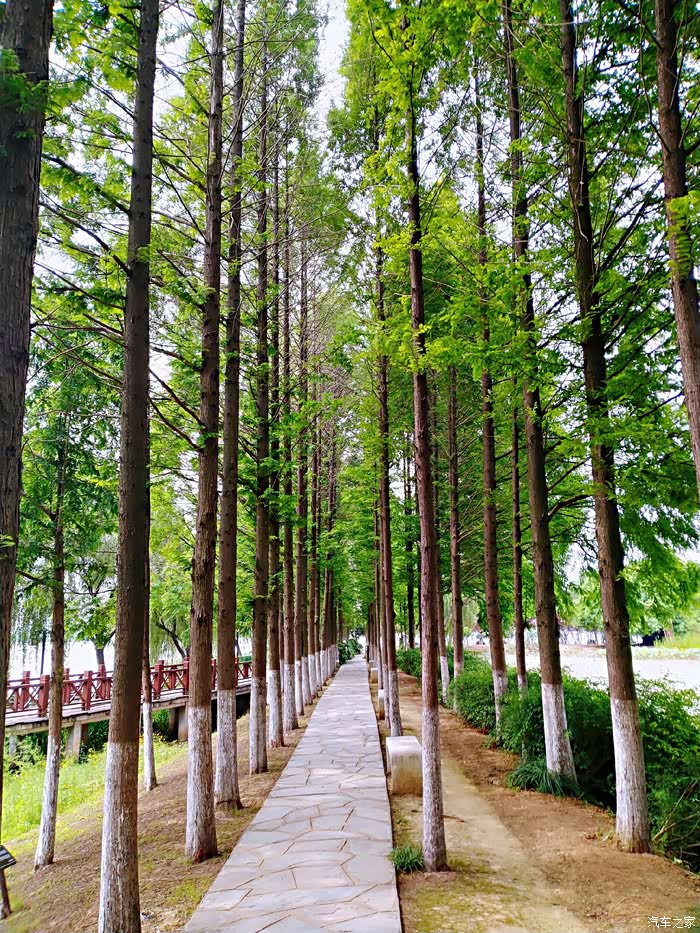 【十五周年】和vv6同游武汉金银湖湿地公园