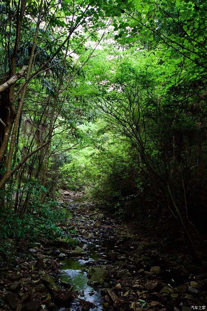 浙江仙居淡竹原始森林清幽淡雅绿意盎然