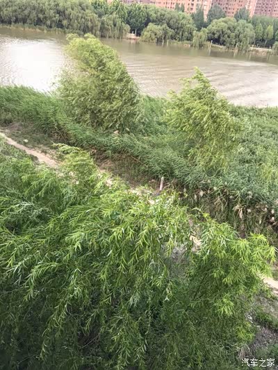 凉风习习被吹弯腰柳枝在风中摇曳生姿