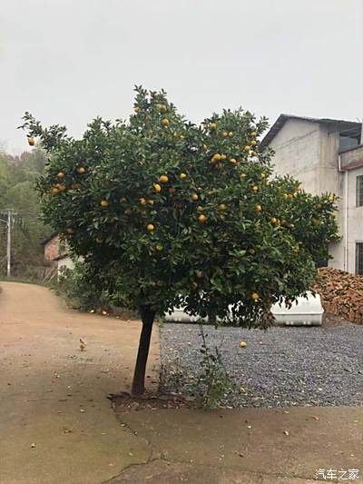 门外的橘子树图片