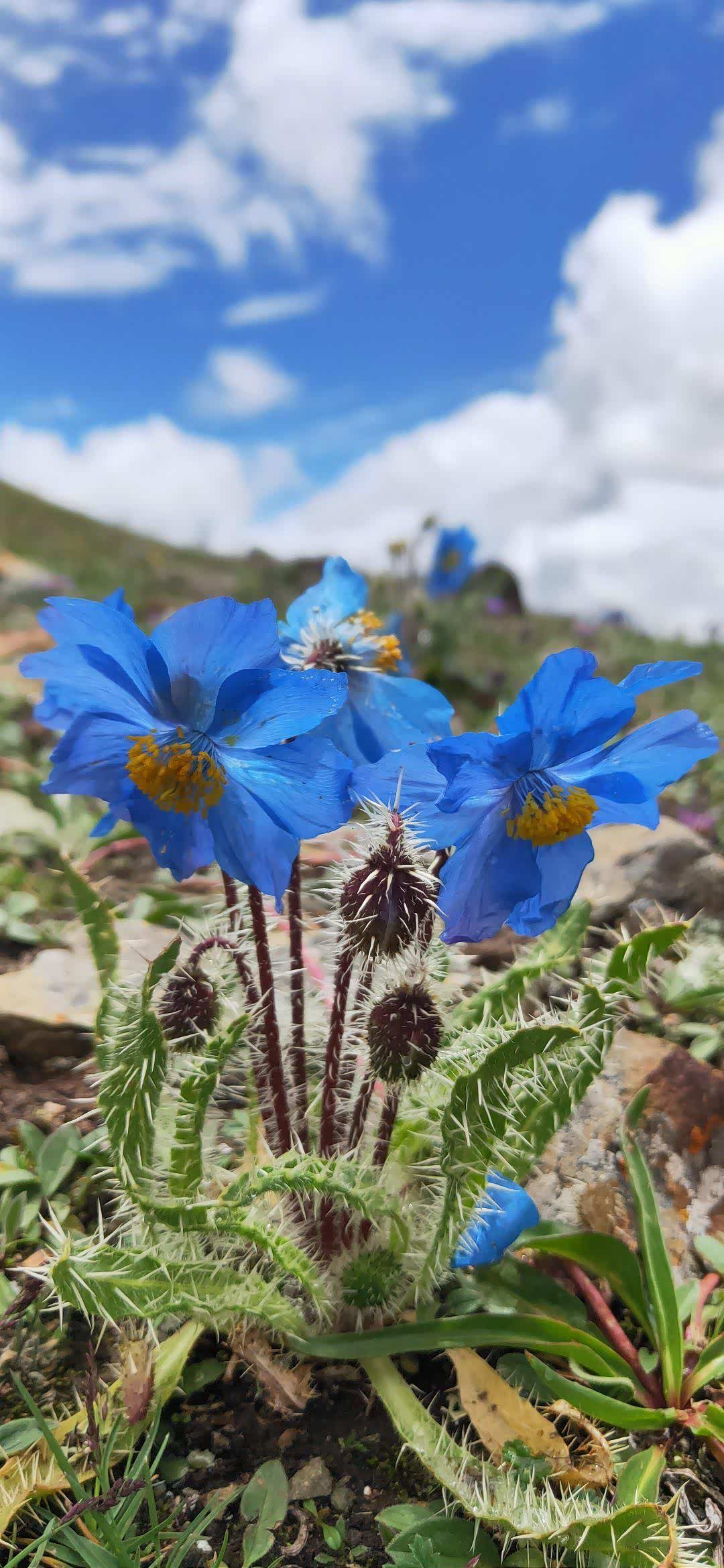 三江源上的蓝色绿绒蒿象高原精灵一样的神奇植物