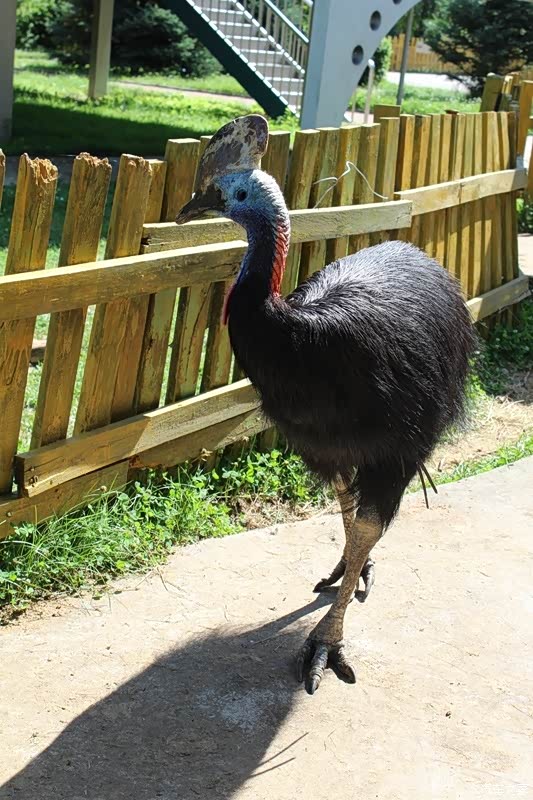 告别2021哈尔滨市北方森林动物园