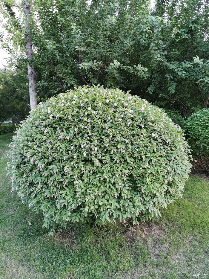 香气袭人的辽东水蜡树