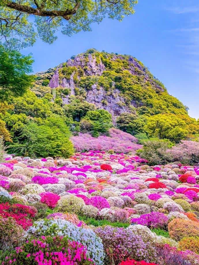 日本久住町百花公园,美成了爱丽丝的仙境!