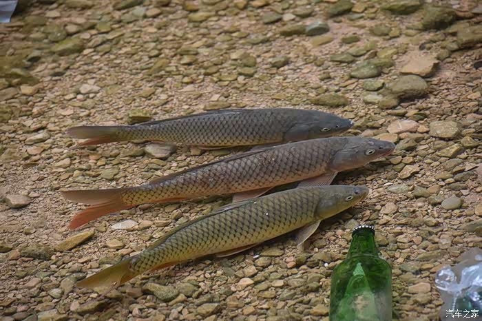 小河旁边的小吃点喂养的鱼!比较好奇是否有生意?