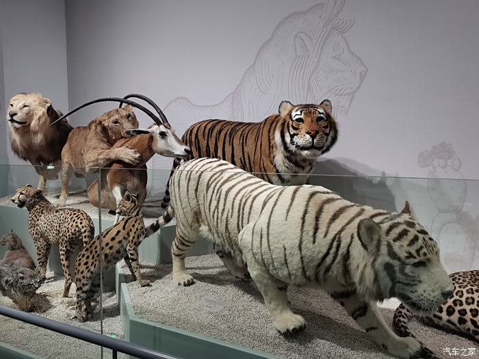 自然博物馆里的逼真动物标本