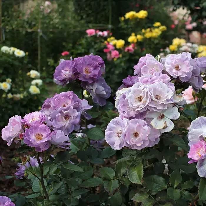 个人非常喜爱的一款半重瓣月季花蓝色梦想