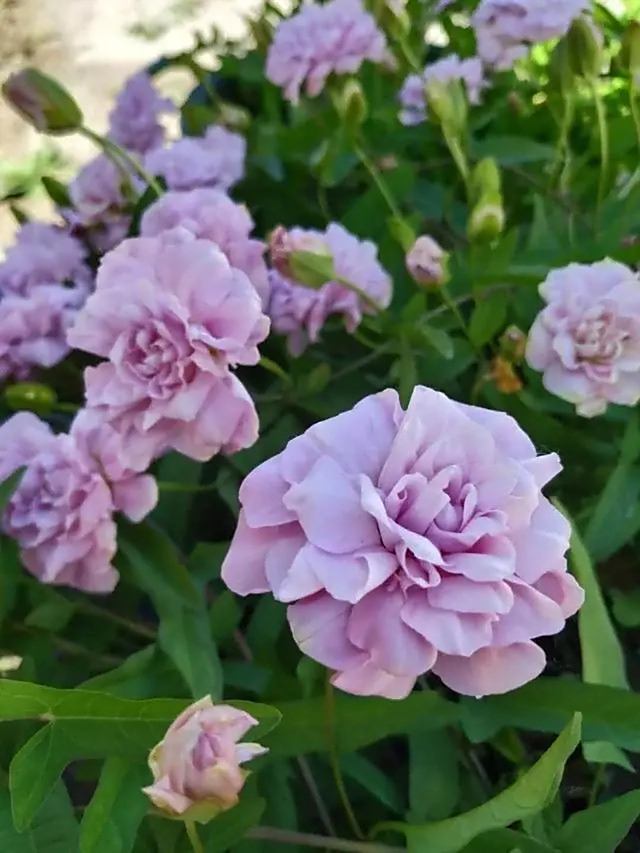 缠枝牡丹又叫藤本牡丹.它的花朵呈莲花座形状,粉色的大花