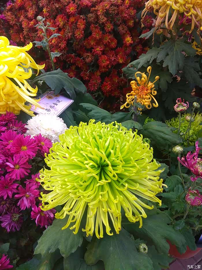 【吉林市长安车友会】金城金秋菊花展