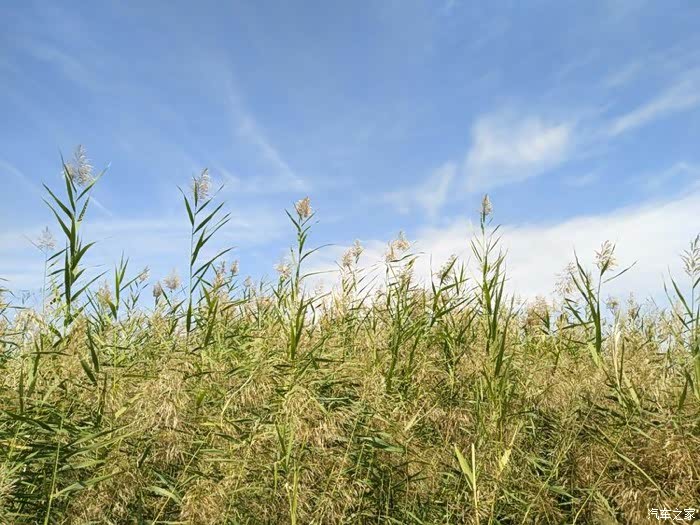 北京最大芦苇荡京东大芦荡