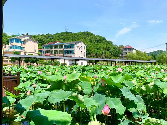 【图】小高打卡诸暨盛兆坞三村莲花_浙江论坛_汽车之家论坛