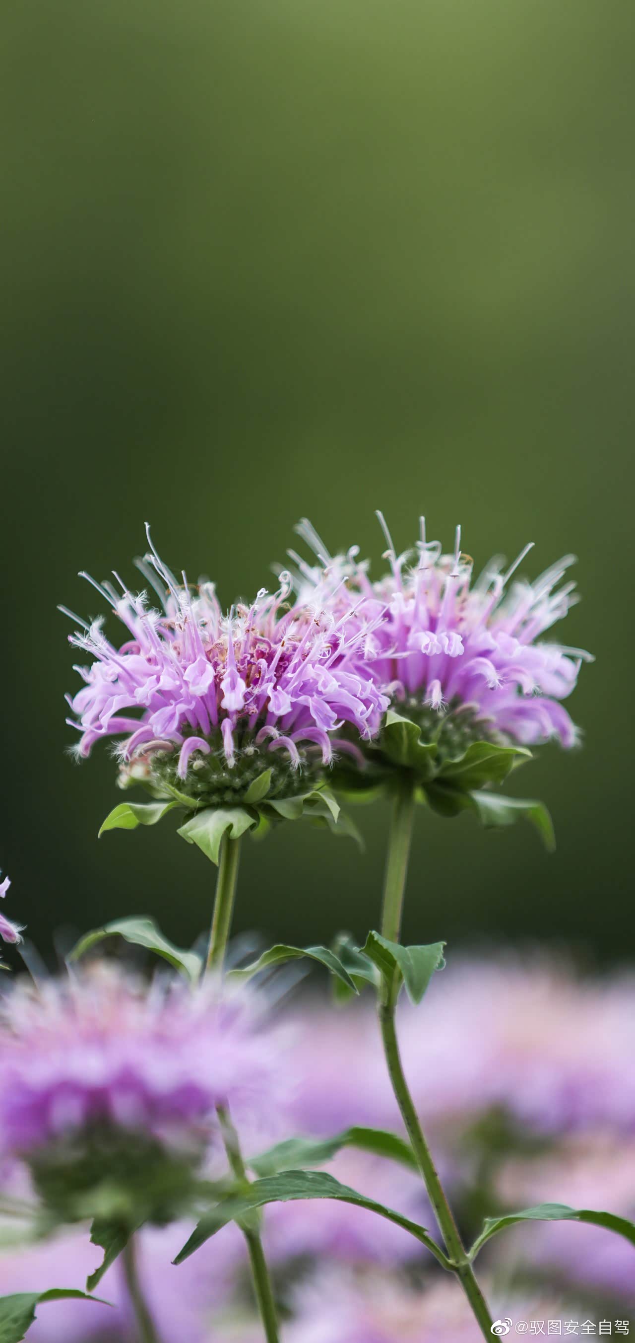 天坛公园美国薄荷花开