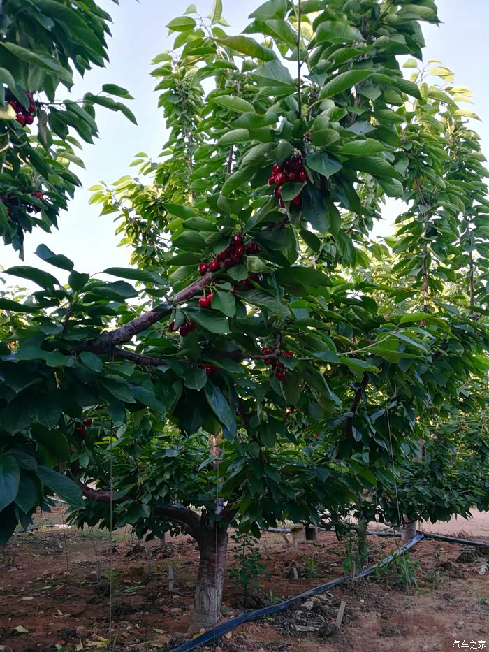 看看这樱桃林,硕果累累就应该是这个意思吧,这一片一片的绿色里面有