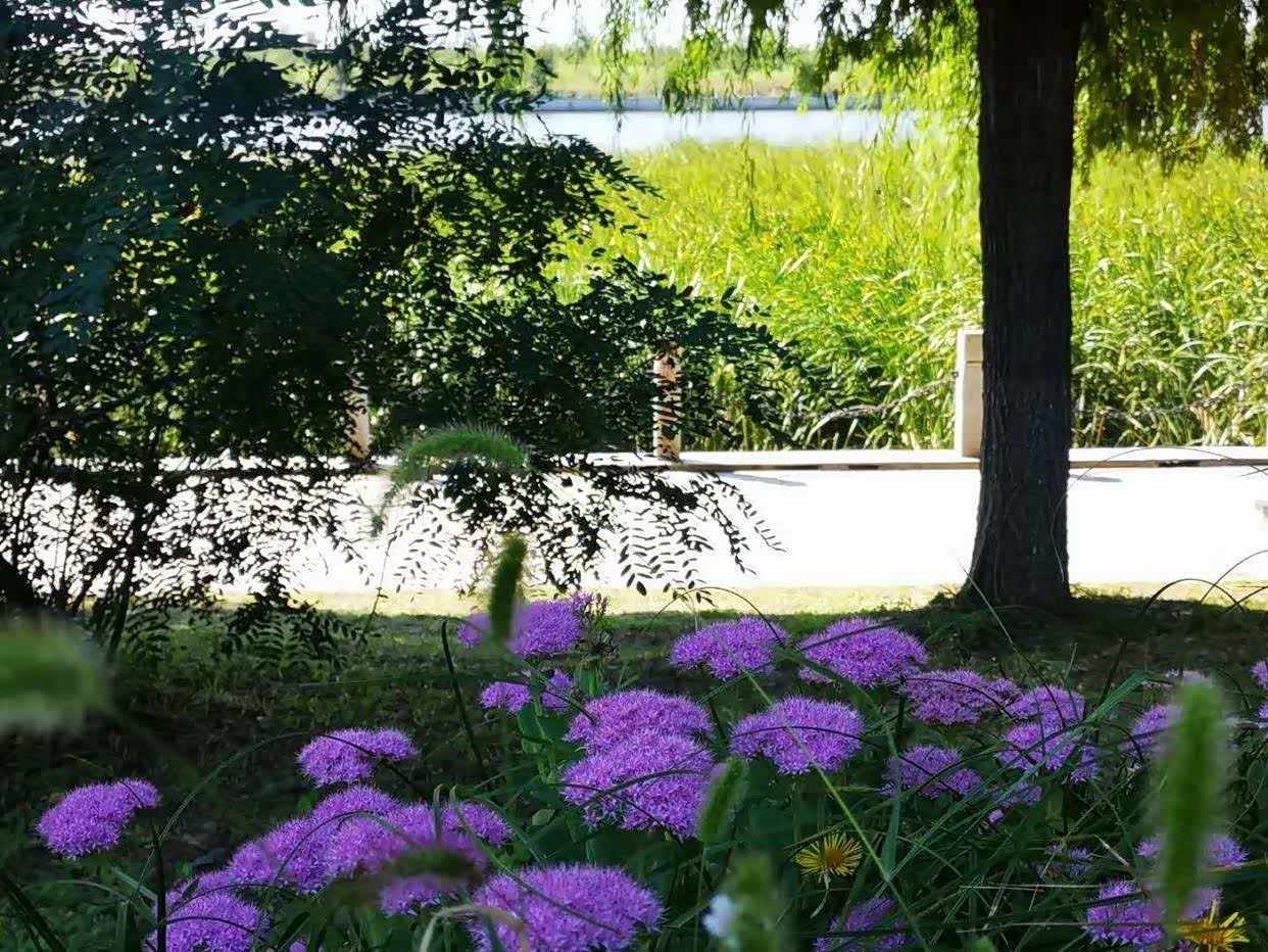 兴城市海河湿地公园,又以多彩的姿色迎来秋天的绚丽.