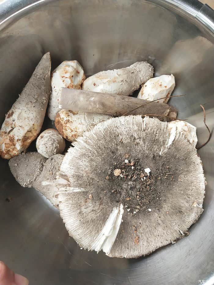 这灰皮鸡枞,炒着吃最甜.