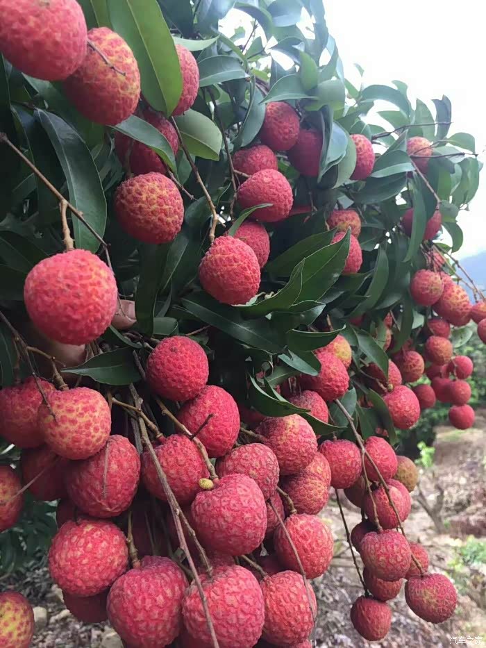 农场摘荔枝～记珠海斗门小周末