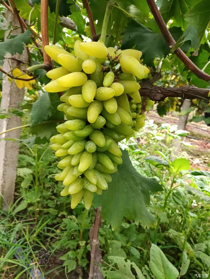 无锡长安suv联盟车友相约鸿山集体采摘葡萄