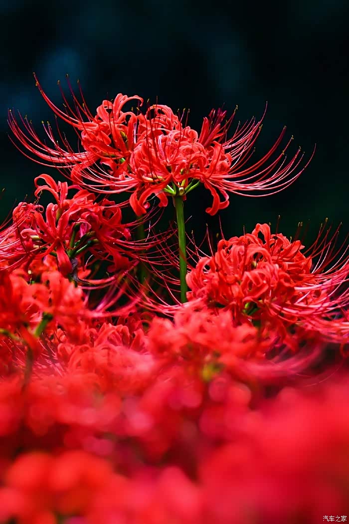 开学季彼岸花红九月有约心怀梦想向阳而生