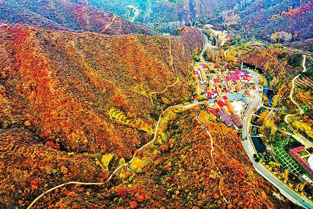 京西子巅,北京门头沟区清水镇西达么村,这里的秋日红叶遍山.