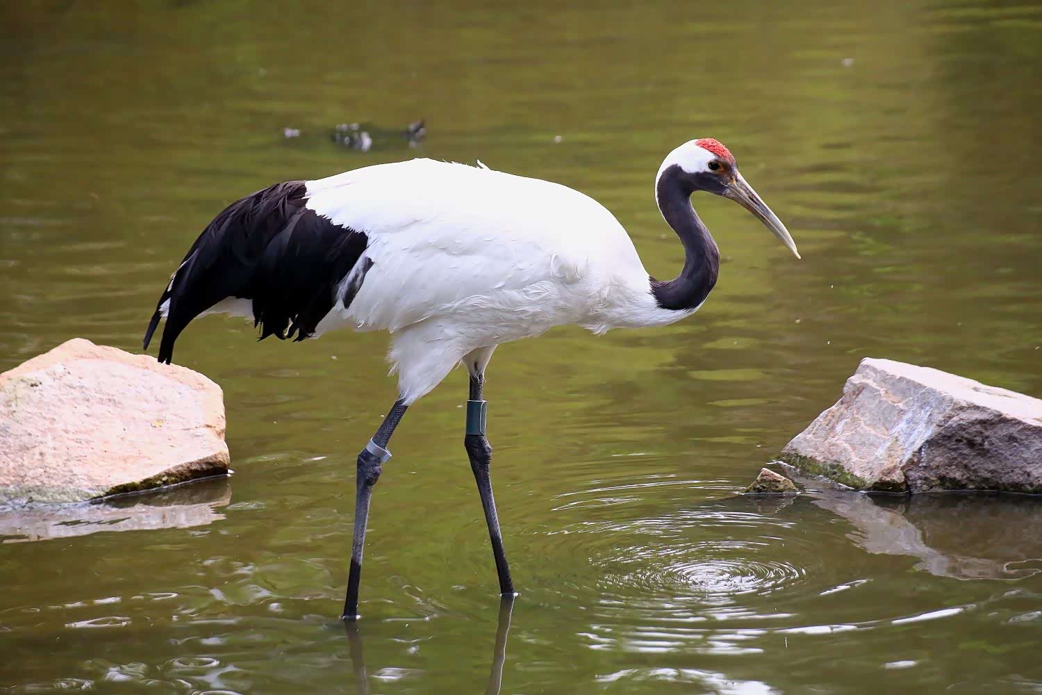 像丹顶鹤一样翱翔在天空,嬉戏与水草