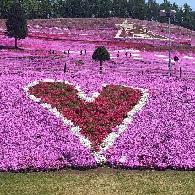 日本东藻琴公园,紫粉色花海,好美