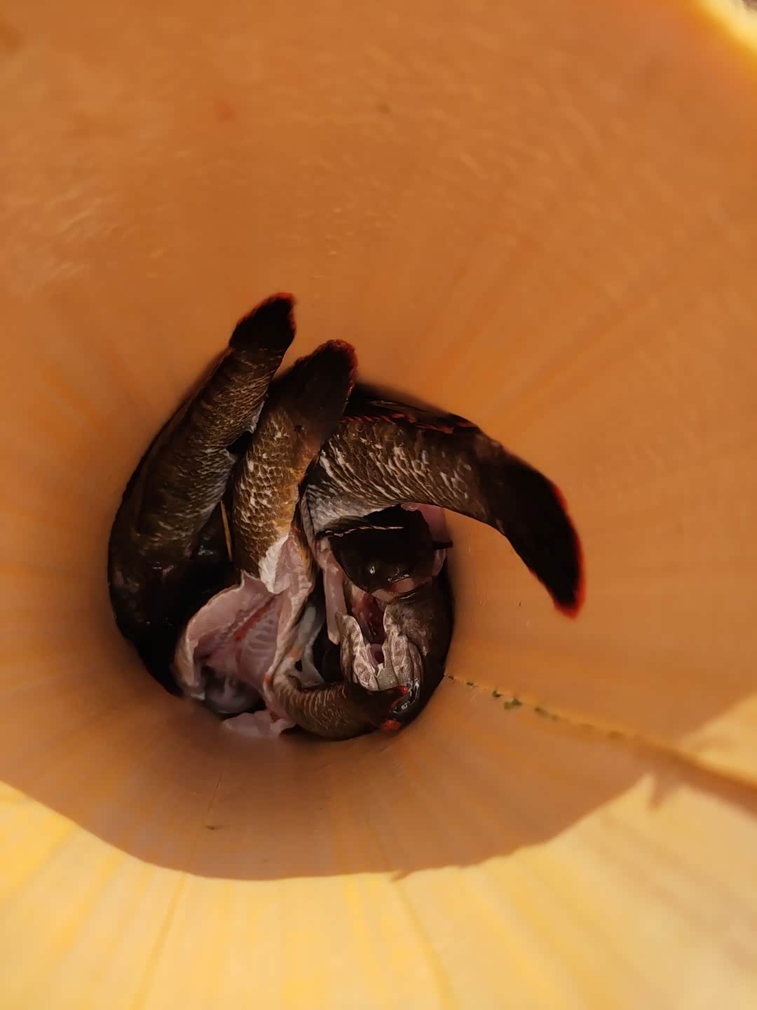 美食制作纯野生竹筒鱼