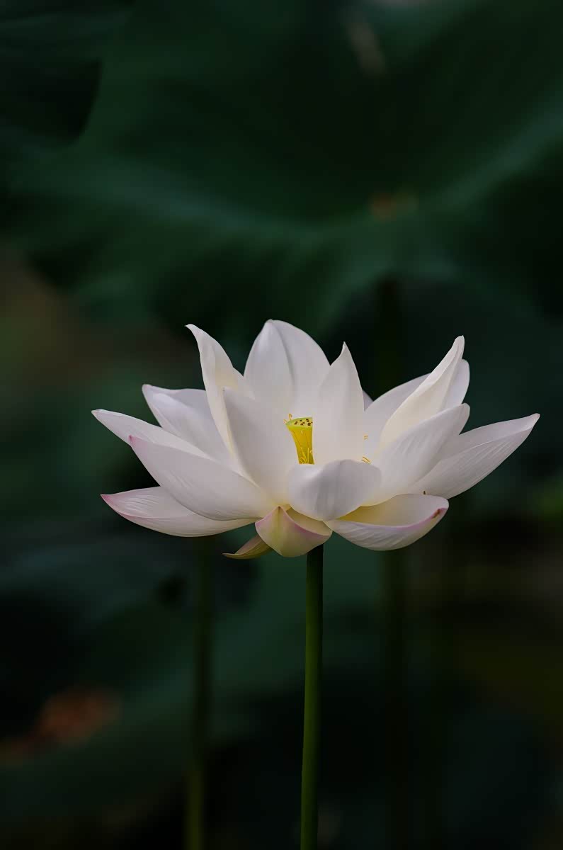 荷花千姿百态洁白无瑕荷花散发着淡淡的甜甜的清香