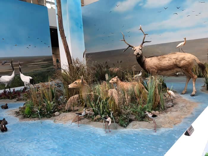 夜驰600公里只是想体验麋鹿王的妻妾成群