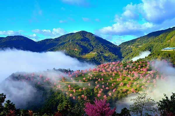 云南大理无量山樱花谷——看一场灿烂的花