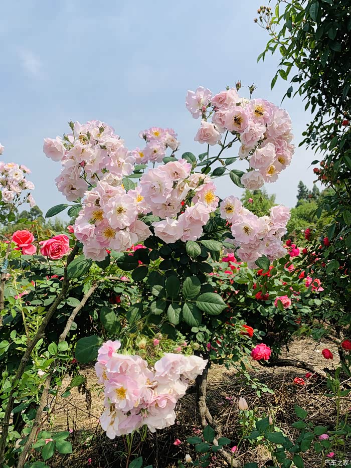 【图】成都市新津区唯一早春玫瑰花海自驾游.