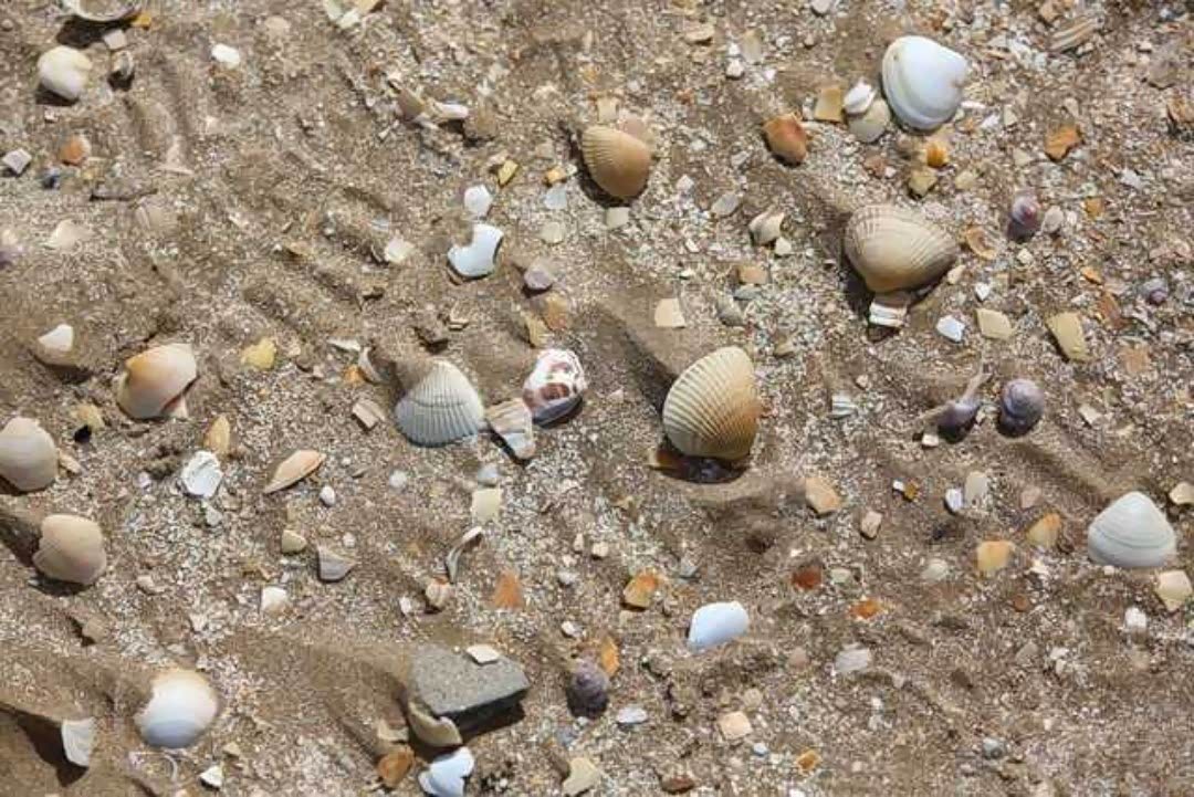 滨州无棣贝壳岛千年贝壳堤