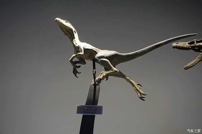 【图】重返恐龙的世界之---华阳龙._欢动论坛_汽车之家论坛