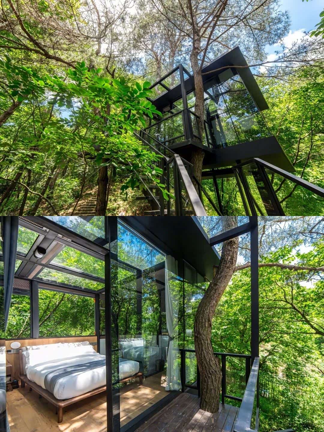 小仙女必打卡的樱花树屋有这么一间透明玻璃树屋