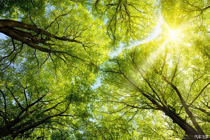 透过树枝的缝隙.阳光洒下来.慵懒的伸了个懒腰.哈哈哈.