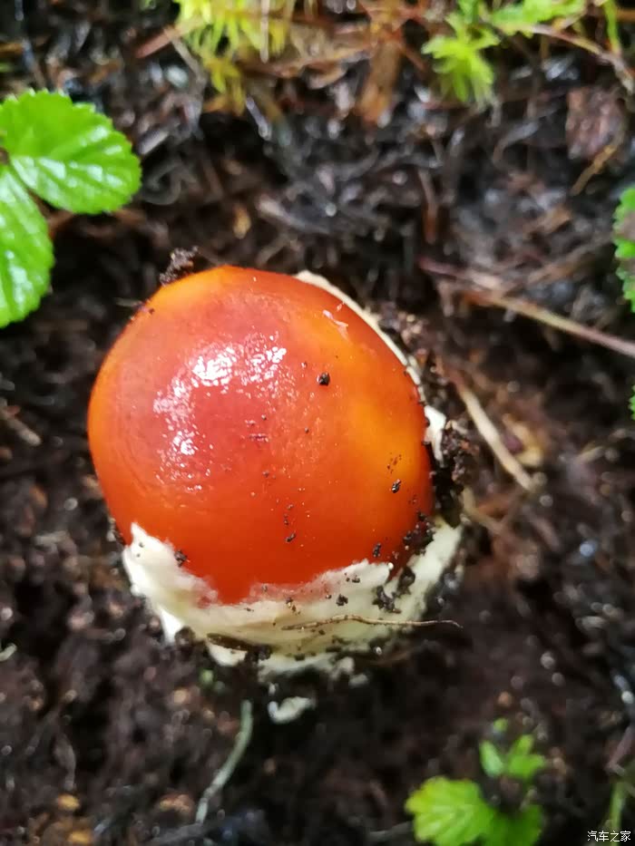 这个真没毒.鸡蛋菌,美味!