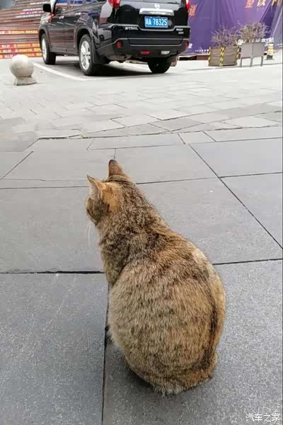 非常时期,我与云小逸的通勤 菜市场之"旅"