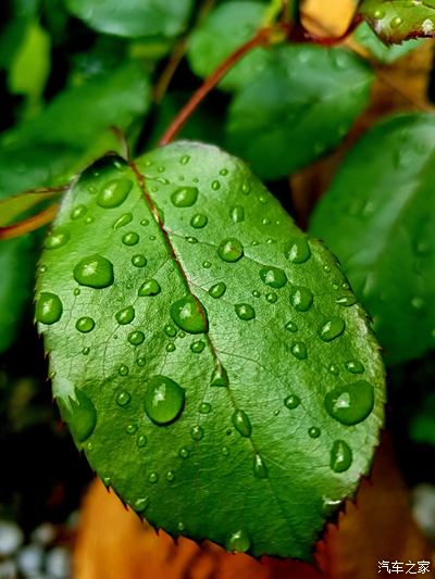 【告別2021】雨後的綠色植物