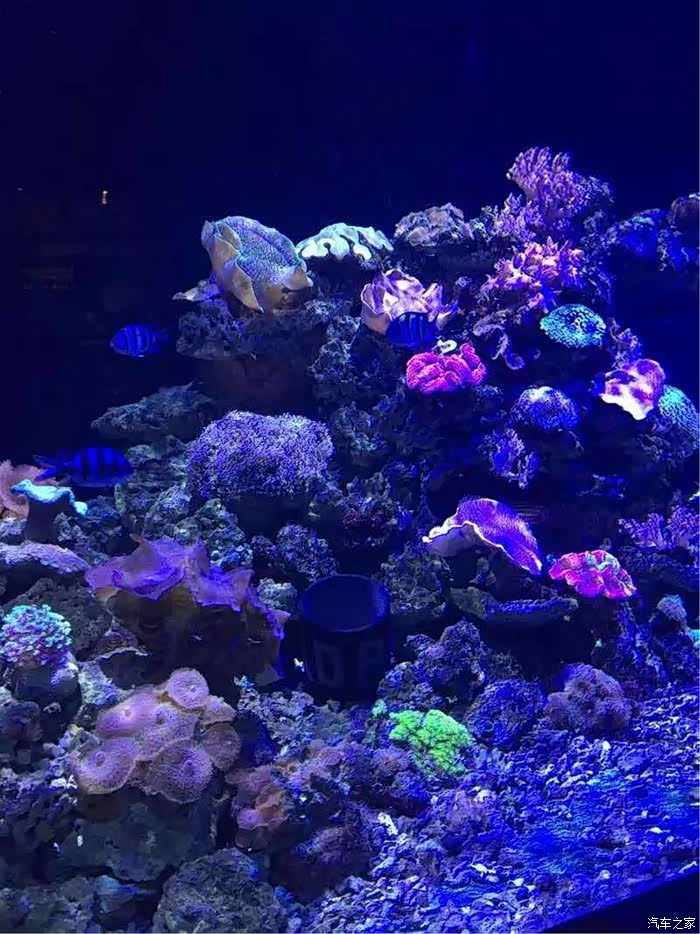 [大连长安车友俱乐部]游览圣亚海洋世界