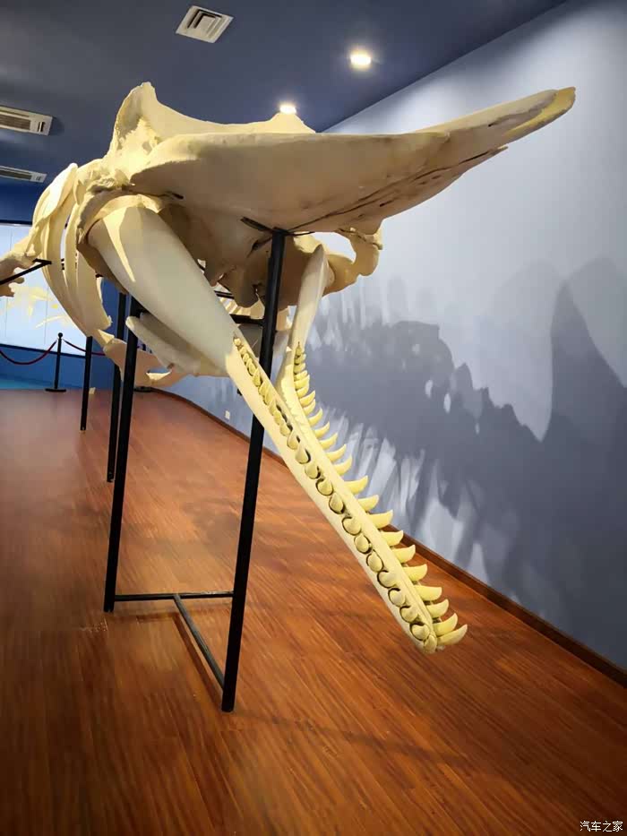 祝花友们新年快乐,元旦参观抹香鲸馆