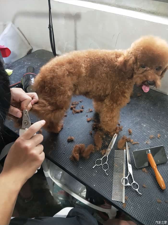 家有萌宠小泰迪天气好带着公主洗澡理发去爱宠独立日